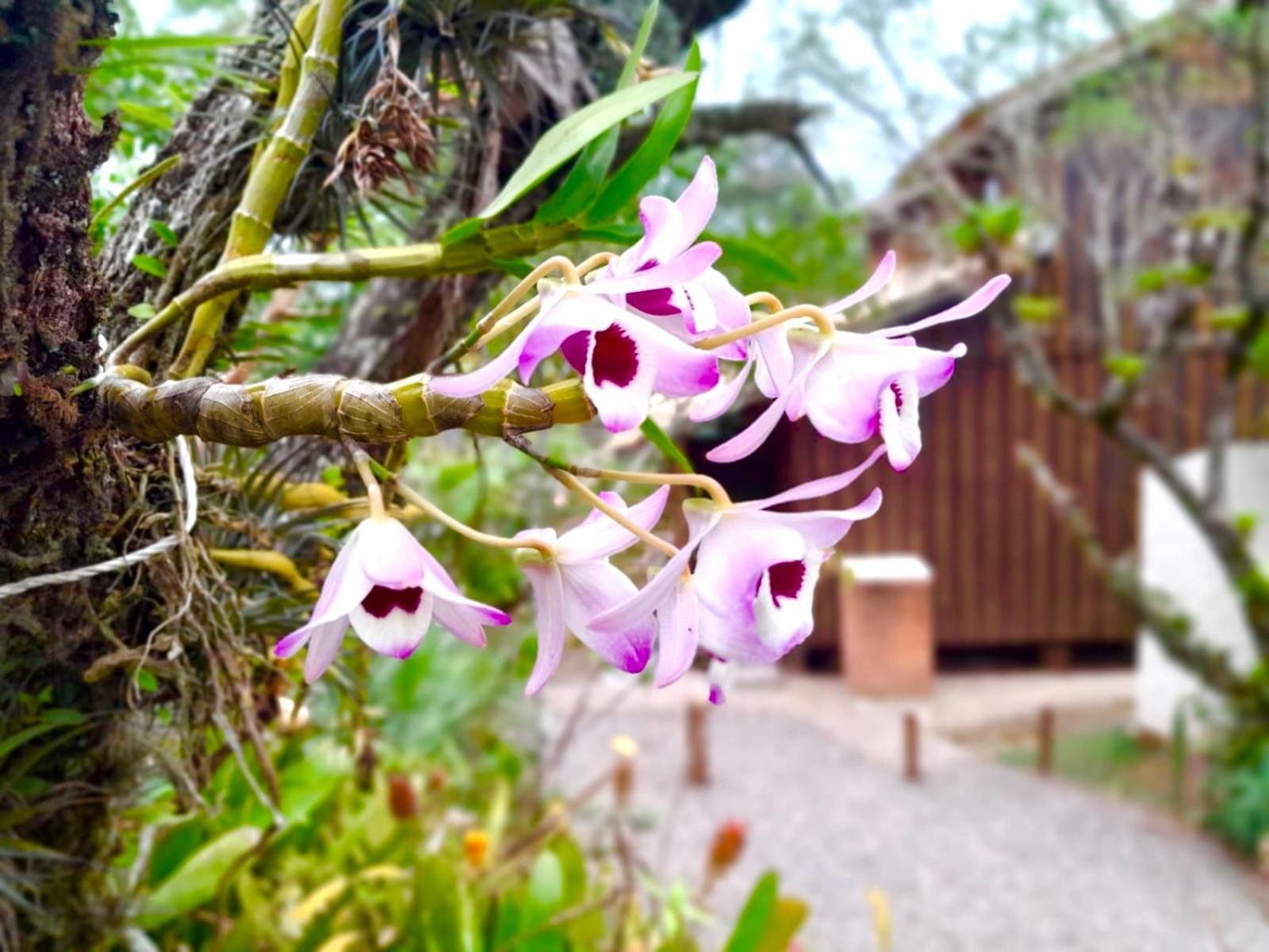 Guarda do Embaú Recanto Das Bromelias Chales מראה חיצוני תמונה