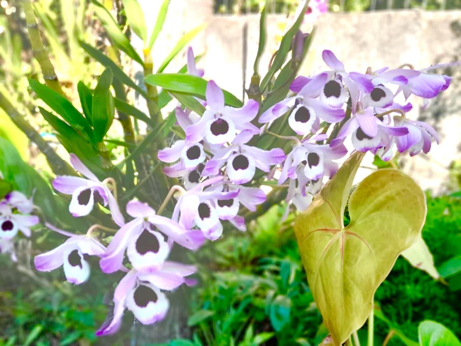 Guarda do Embaú Recanto Das Bromelias Chales מראה חיצוני תמונה