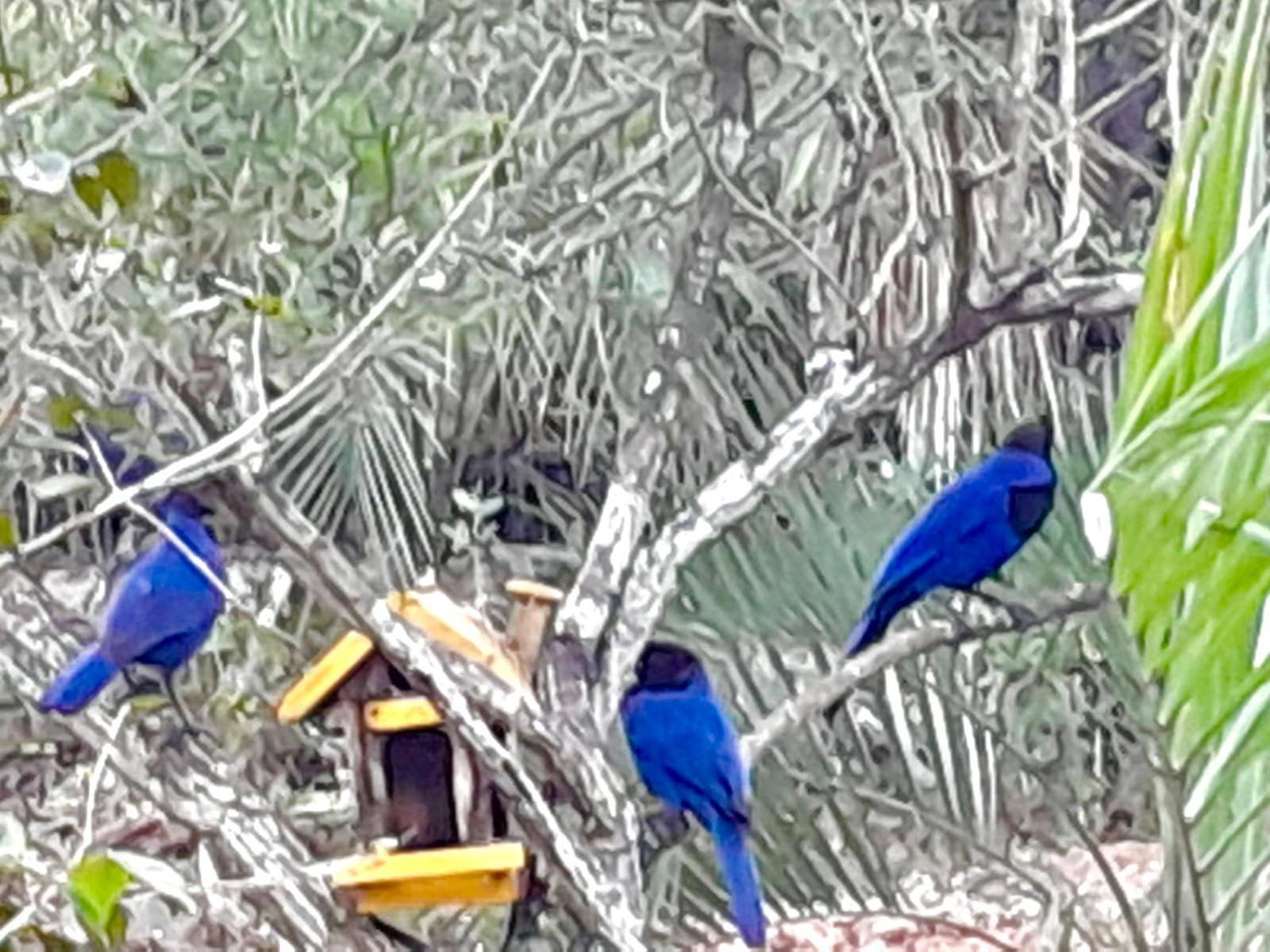 Guarda do Embaú Recanto Das Bromelias Chales מראה חיצוני תמונה